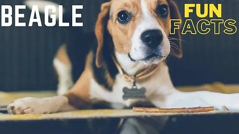 Interesting Facts About The Beagle Dog Breed. #dogsofinstagram #doglover #beagle #dogbreed #dog