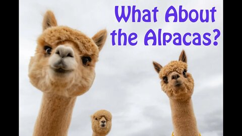 What About the Alpacas?
