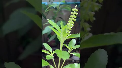 HOT BASIL or HOLY BASIL (Ocimum Tenuiflorum)