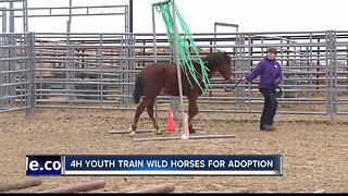 4H youth help train wild horses for adoption