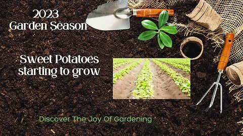 How to Grow Sweet Potatoes Part 4