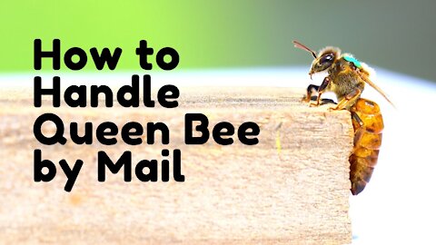 How to Handle Live Queen Bee Shipped by Mail