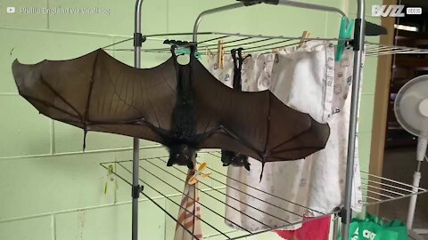 Morcegos penduram-se em estendal de roupa