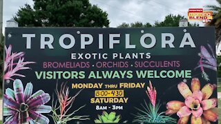 Tropiflora's tropical plants | Morning Blend