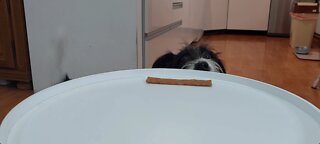Sneaky dog adorably tries to steal the treat