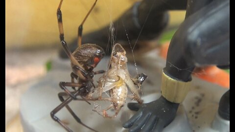 Very Aggressive Brown Widow Spider from Hawaii