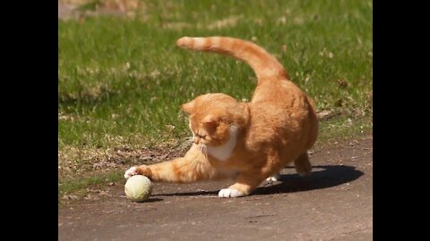 funny cat plays table tennis and destroys the net