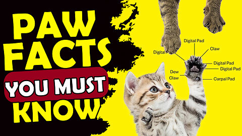 10 FUN FACTS ABOUT CAT PAWS ( #5 is Strange )