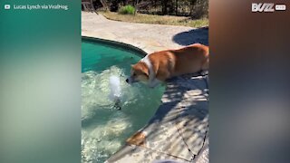 Ce corgi marche sur l'eau!