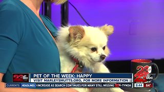 23ABC's Pet of the Week: Happy