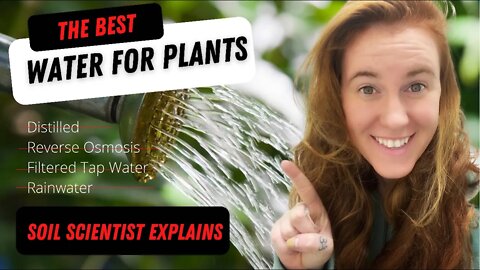 Is Distilled Water Good For Plants? Is Tap Water Bad For Plants? Does Chlorine Harm Plants?