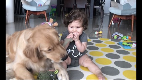 Dog let baby girl steal its stick