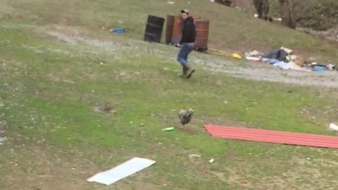 Chicken Chases After Scared Man