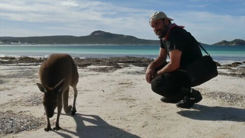 Lucky Bay Beach Kangaroos. Moto-trip Pt 9