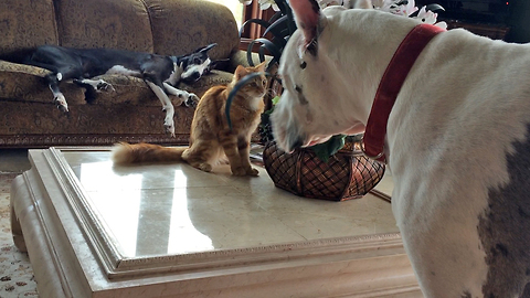 Two Great Danes watch Cat play with Squirrel Stuffie