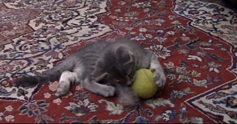 Kitten Playing The Tennis Ball