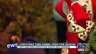 Christmas tree farms open for season