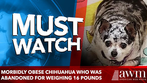 Morbidly obese Chihuahua who was abandoned for weighing 16 POUNDS