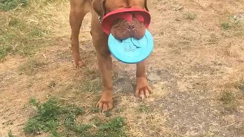 Dog's favorite toy totally covers his eyesight