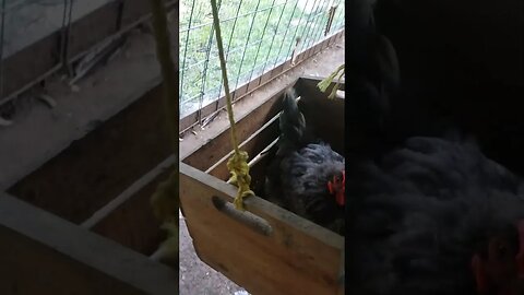 Chicken in a swing??? Bored chickens need toys!
