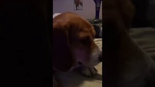 Banchee the Beagle Watched AEW Dynamite