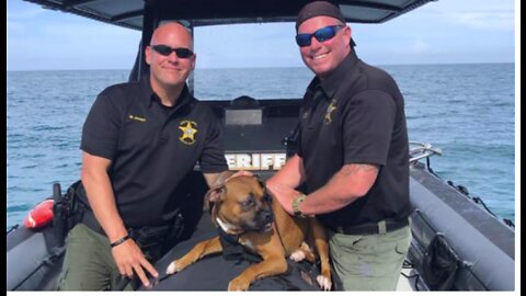 Buddy, 1-year-old boxer, rescued off Hobe Sound Beach by Martin County marine deputies