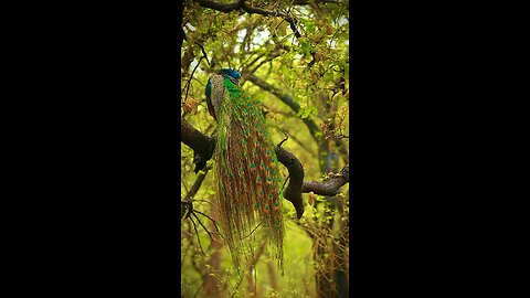 Indian 🦚 Peacock #nature #peacock #photography