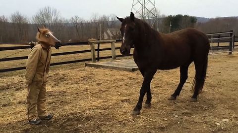 Horse Has Unexpected Reaction To Man Wearing Horse Mask!