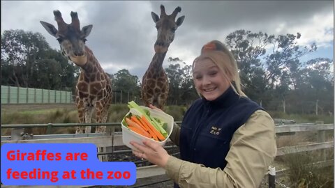 Giraffes are feeding at the zoo
