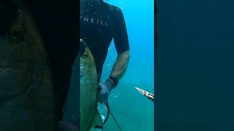 I call in this fish so my friend can spear it! #spearfishing