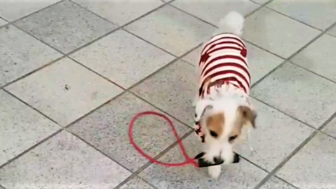 Clever Dog Hands Leash Back To Owner When Dropped