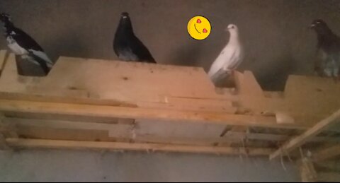 My pigeons early in the morning