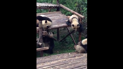 Adorable baby pandas enjoying playtime
