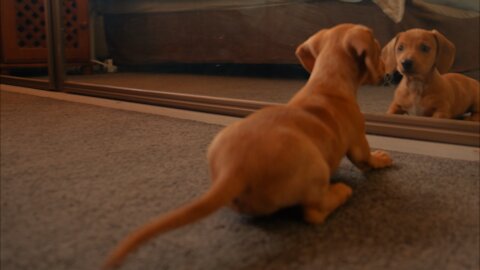 The dog battles for its reflection in the mirror.