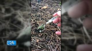 Couple nurtures hummingbird back to health