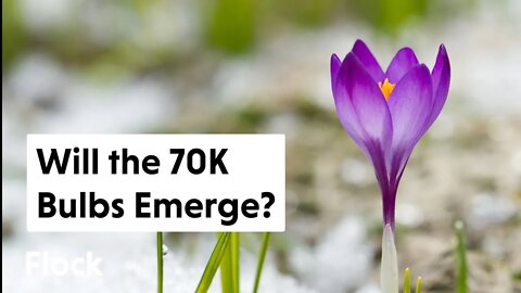 Will the 70,000+ BULBS Ever Bloom? — Ep. 090