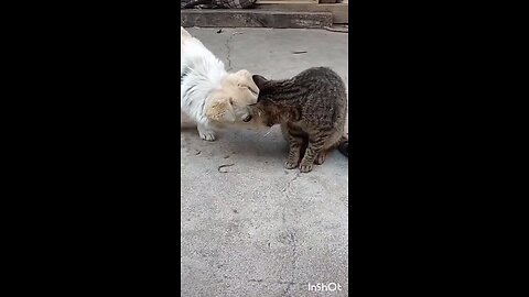 cat vs dog