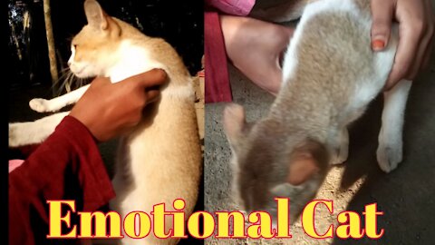 The cat is angry || Emotional cat