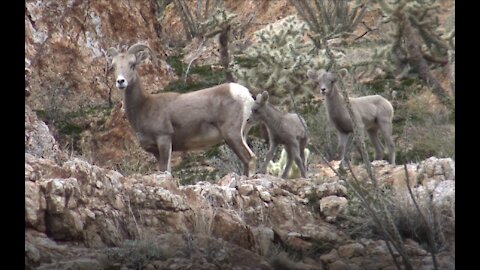 Big Horn Sheep at Box Canyon edited