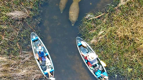 RIght of Way, Yielding to Manatees