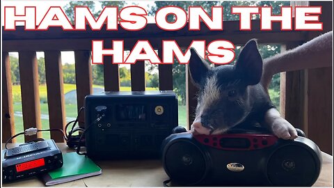 Moving the Pigs & Getting Our Ham Antenna Set Up! | Three Little Goats Homestead Vlog