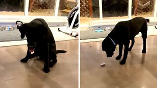 Cute Labrador super excited with new toy mouse