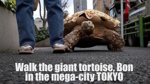 Patient Owner Walks His Tortoise On The Streets Of Tokyo