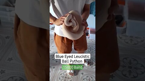 #Blue #Eyed #Leucistic #Ball #Python