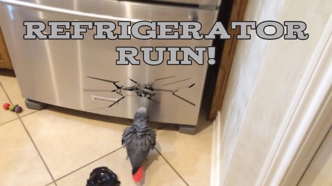 Parrot investigates and attempts to destroy refrigerator