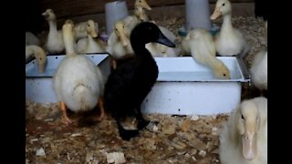 I recorded Ducks drinking Water From Underwater They almost fight with Leghorn chicks
