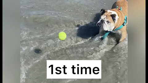 Cute English Bulldog Can’t Catch Tennis Ball