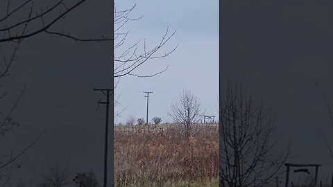 Northern Harrier diving on a field mouse 🐀 at the Farm 🚜