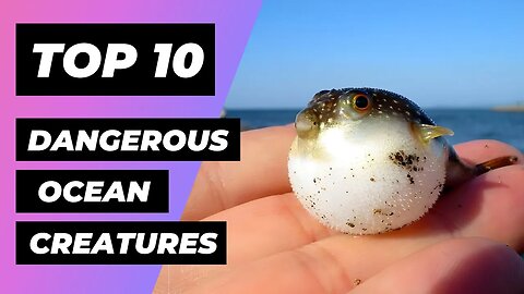 TOP 10 Most DANGEROUS OCEAN CREAURES In The World | 1 Minute Animals