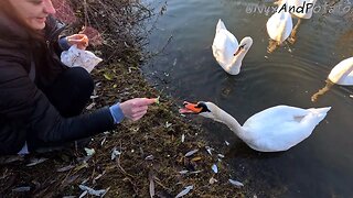 Hand Feeding a Family of Swans